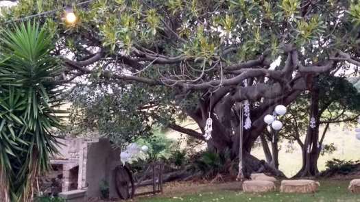 The Illawarra is famous for its giant Port Jackson fig trees. The area was once a rainforest. The big wedding fig tree at Bush Bank.